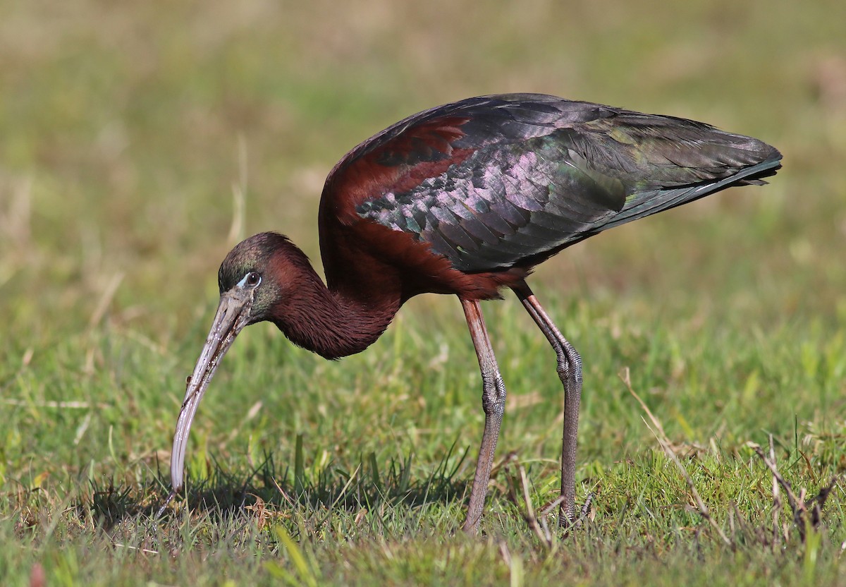 Glossy Ibis - ML224139111