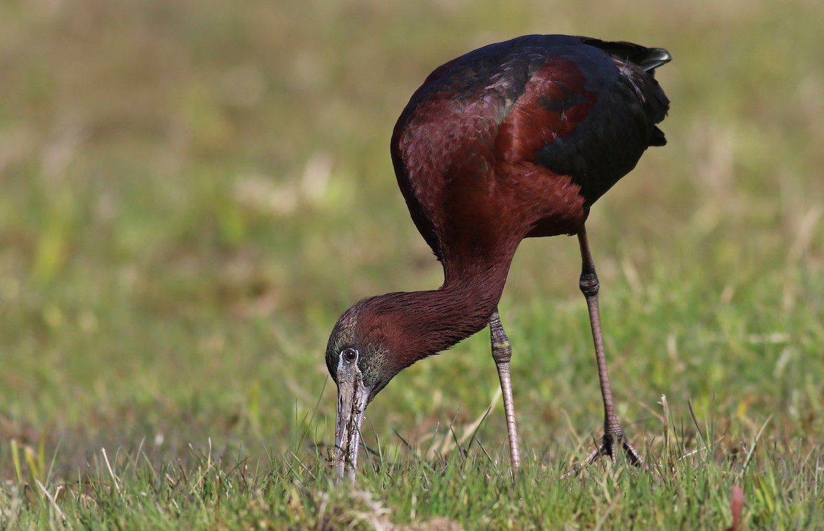 Glossy Ibis - ML224139131