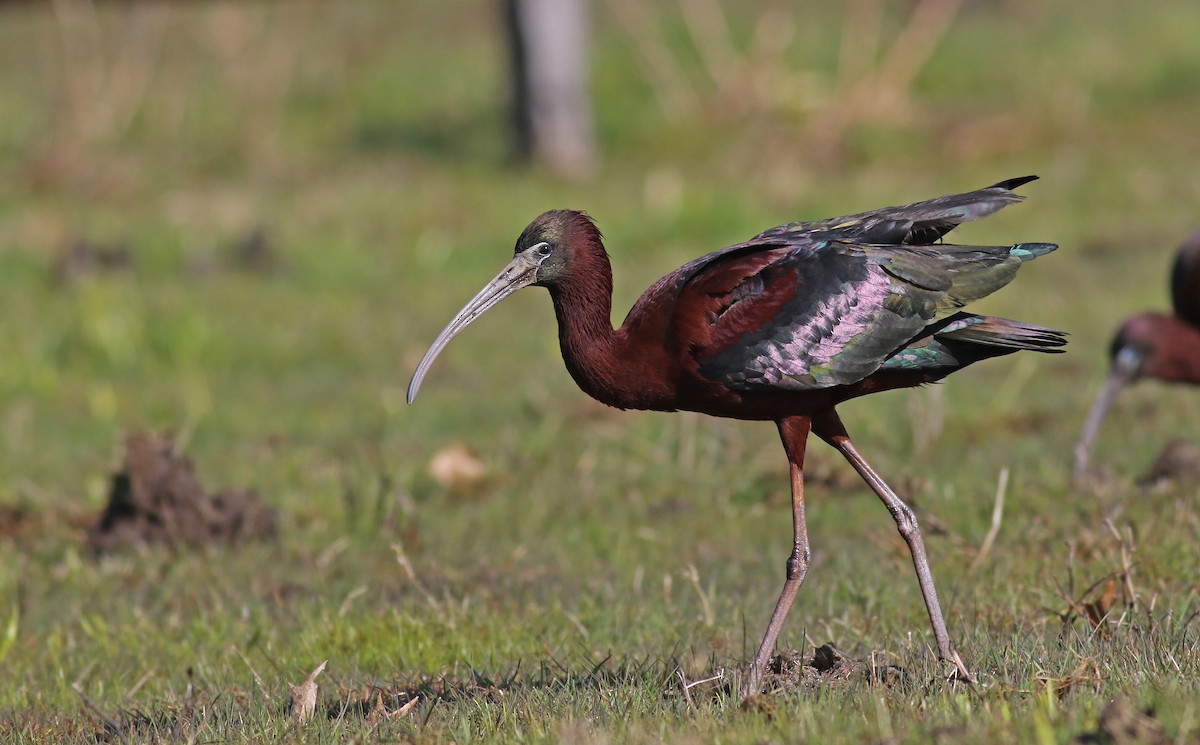 ibis hnědý - ML224139141