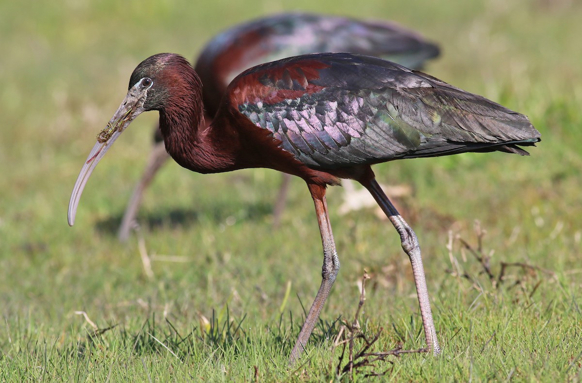 ibis hnědý - ML224139171