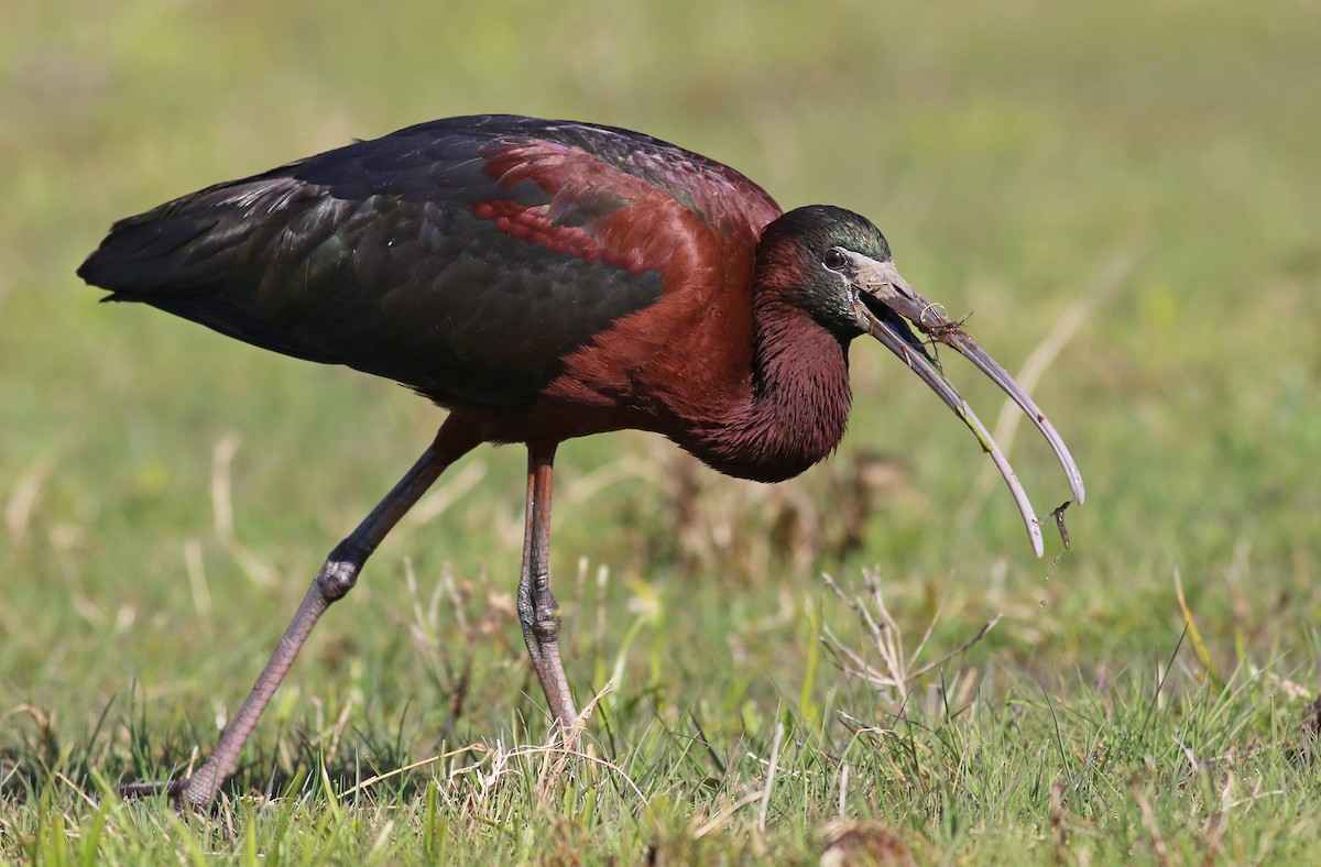 Glossy Ibis - ML224139181