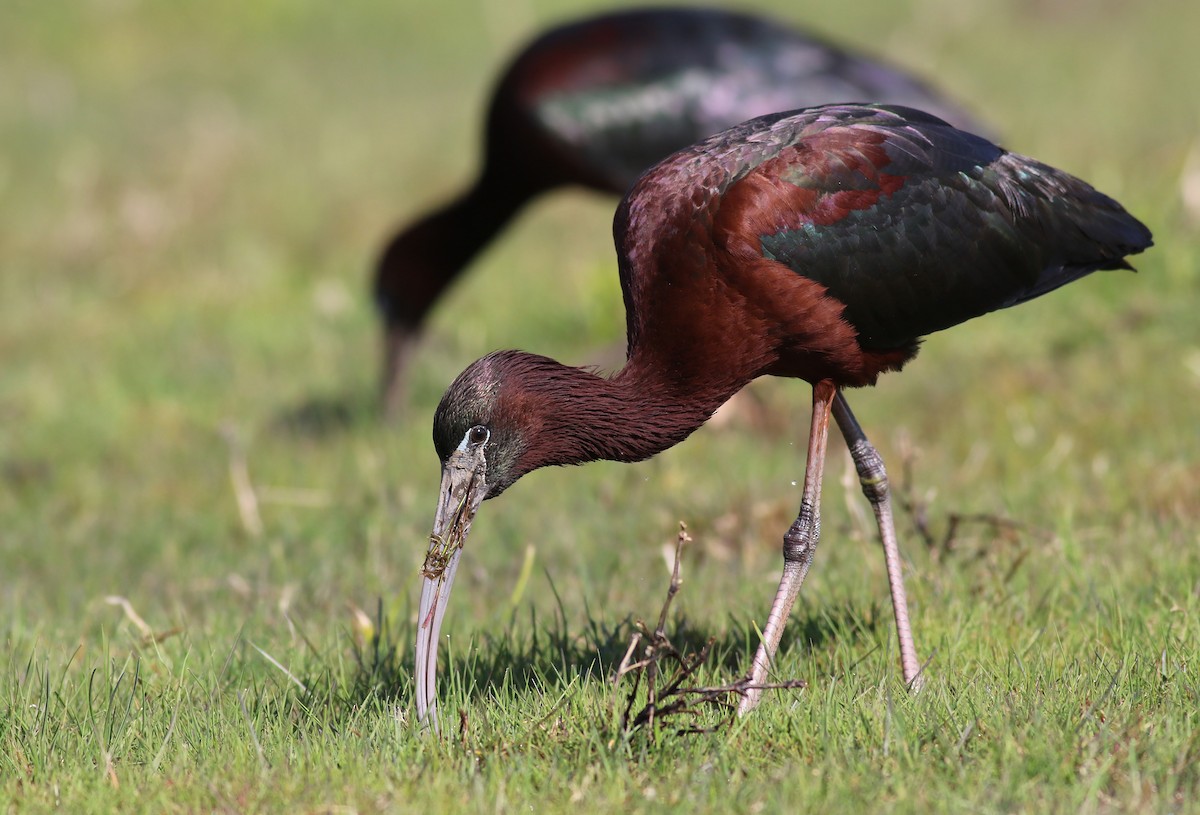 Glossy Ibis - ML224139191