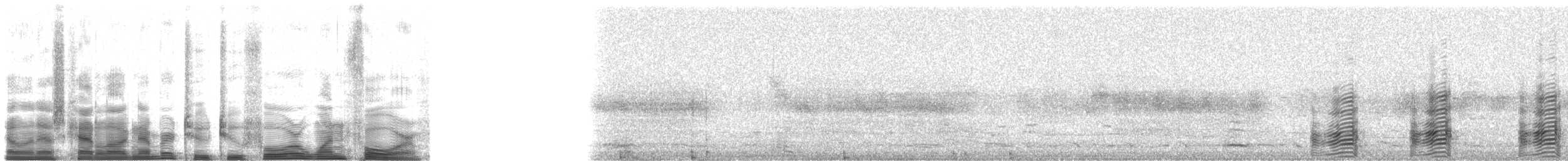 Glossy Ibis - ML22414