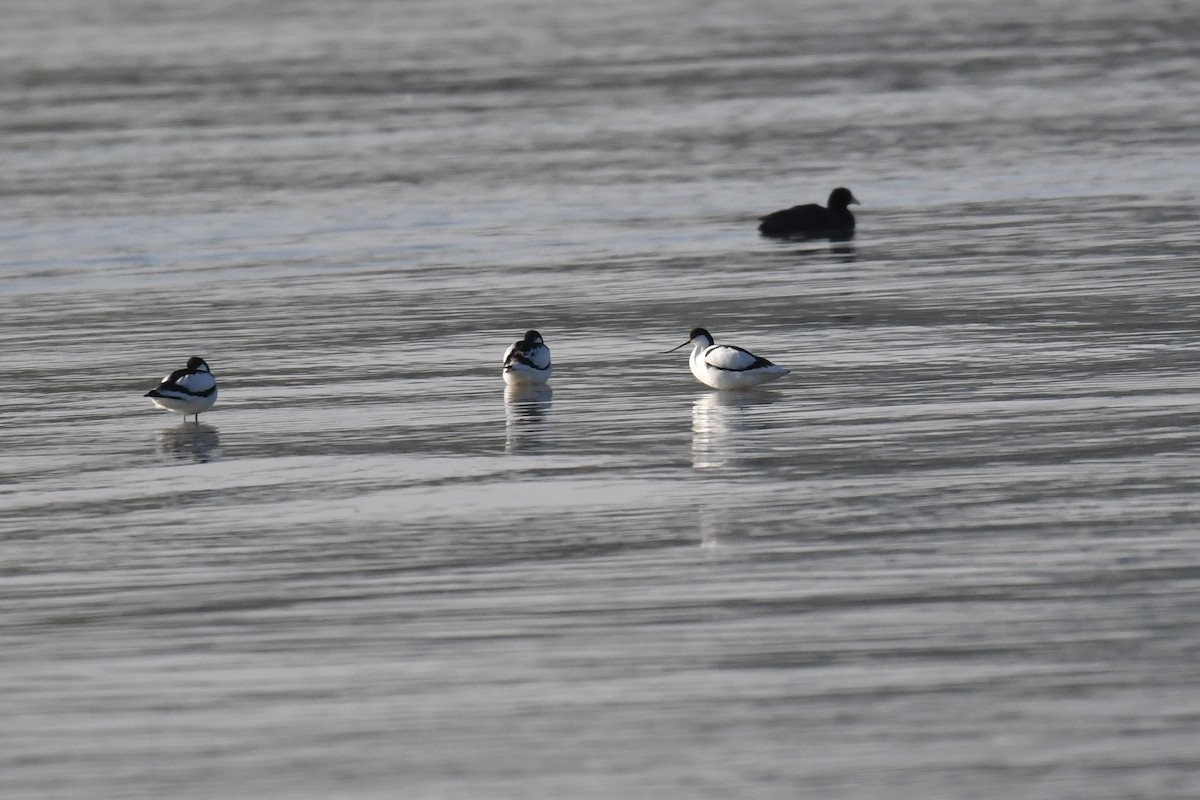 Avoceta Común - ML224140371