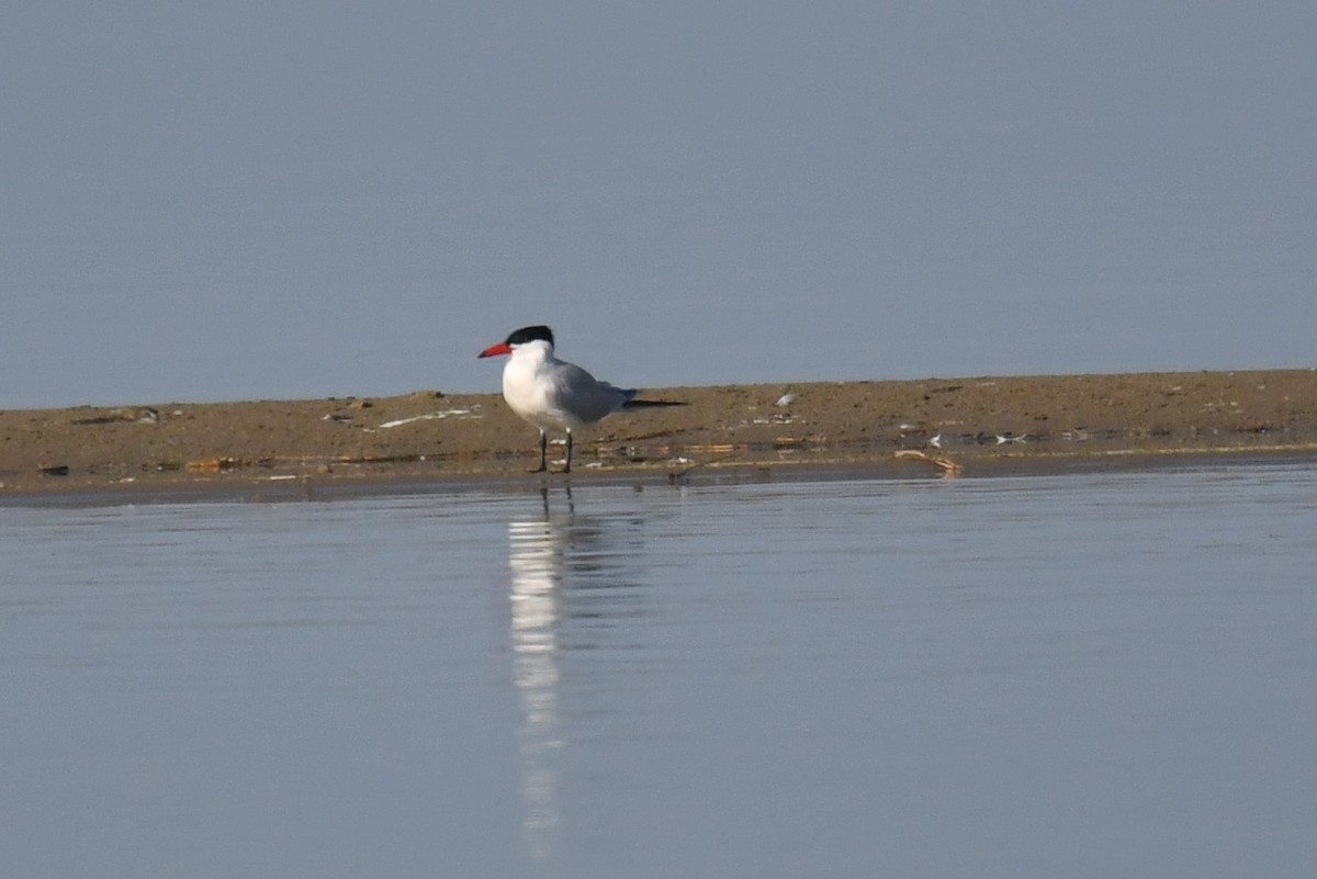 Caspian Tern - ML224140791