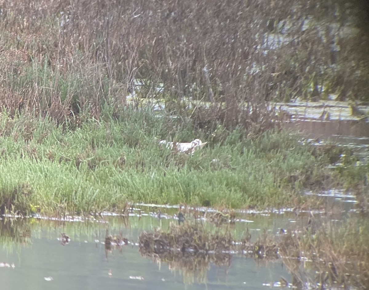 Халбага нугас - ML224142241