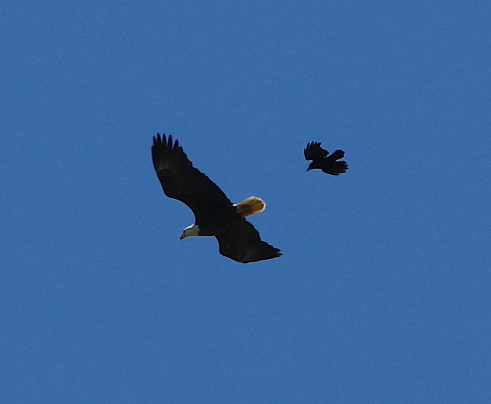 Bald Eagle - ML224142381