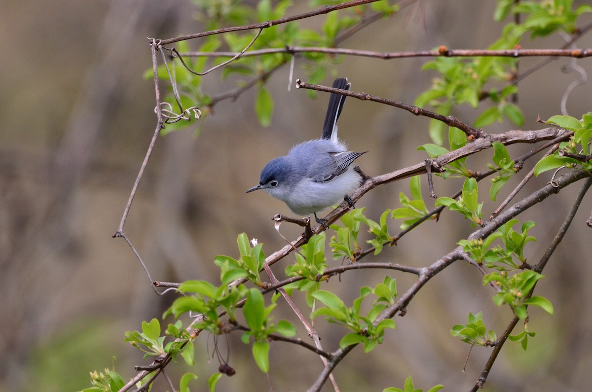 Blue-gray Gnatcatcher - ML224142461
