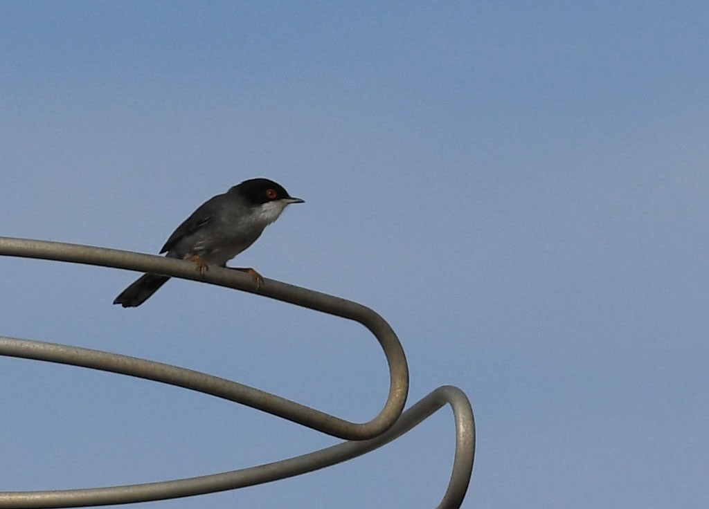 Sardinian Warbler - Ricard Gutiérrez
