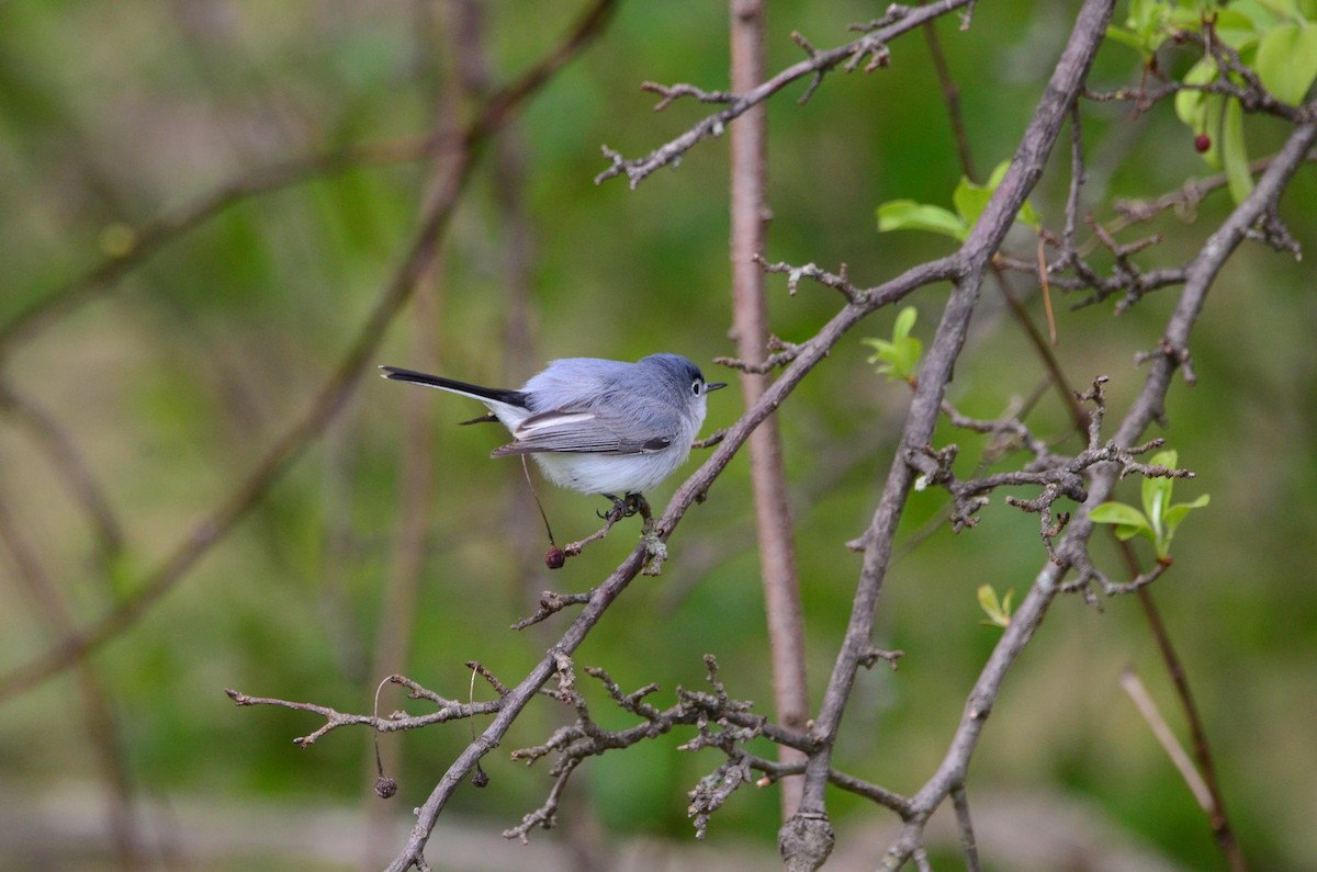 Blue-gray Gnatcatcher - ML224142621