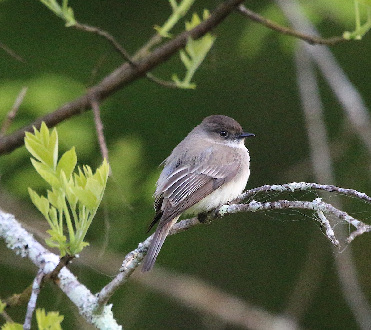 Eastern Phoebe - ML224142731