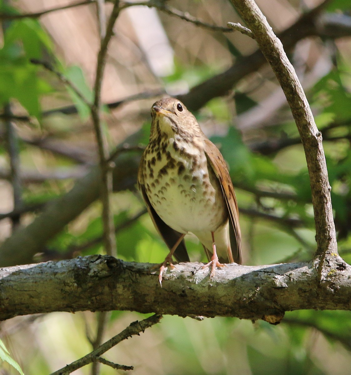 Hermit Thrush - ML224143071