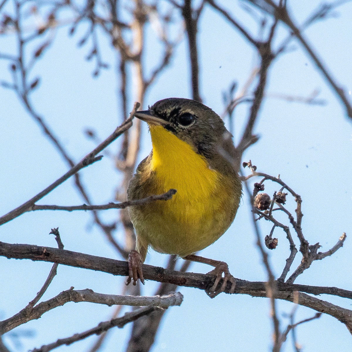 Common Yellowthroat - ML224143341