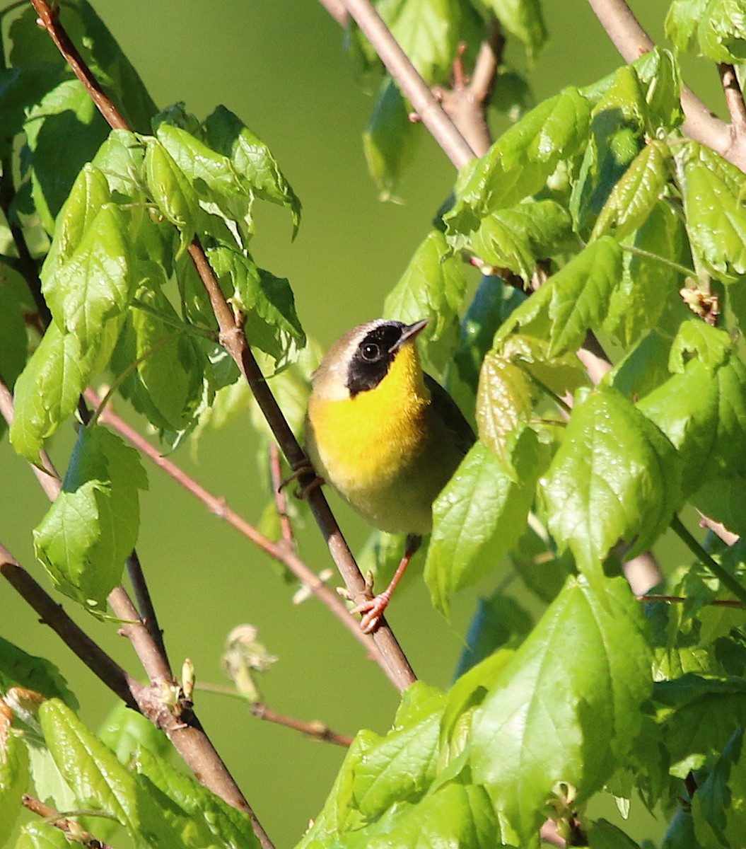 Common Yellowthroat - ML224143421