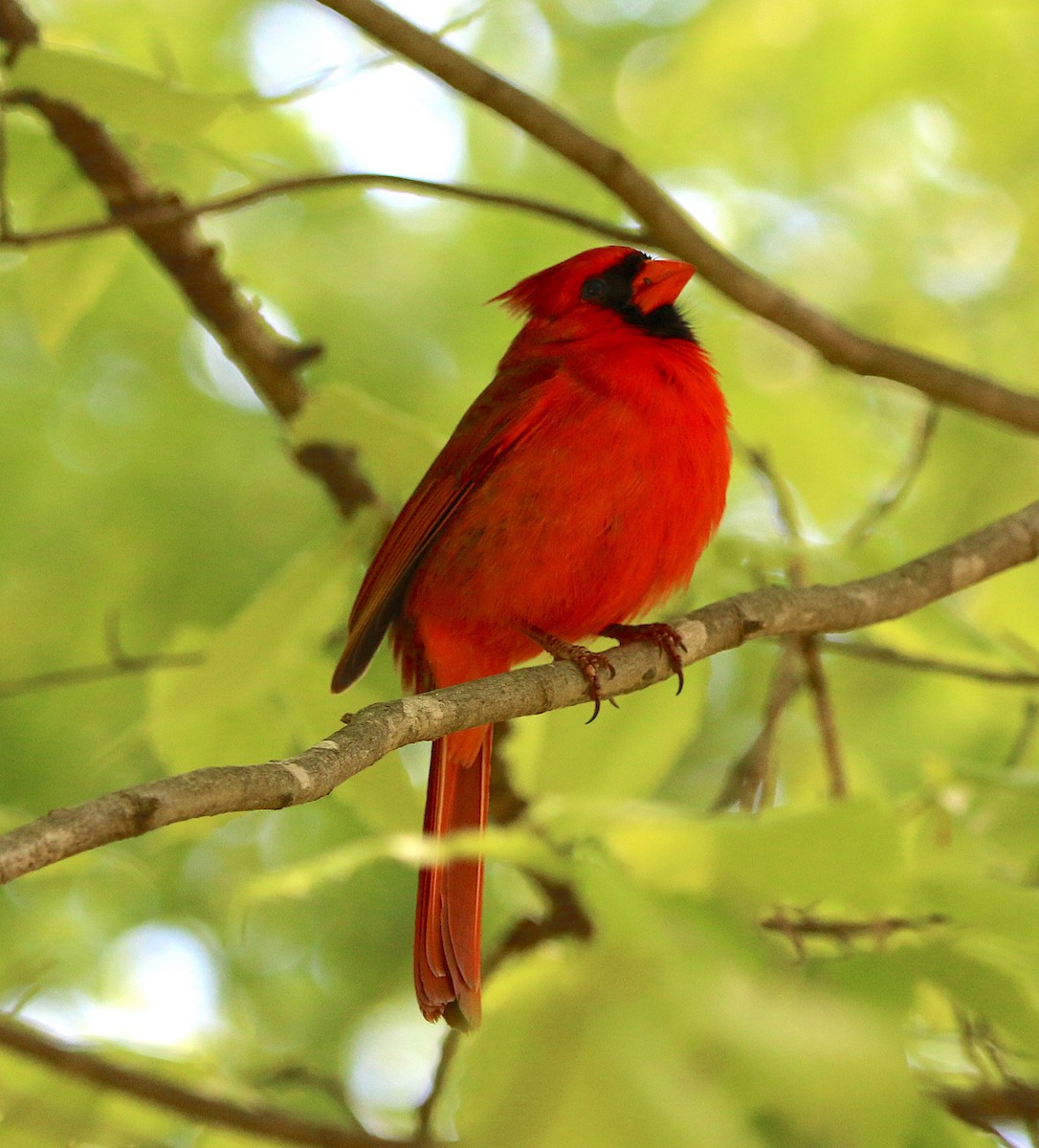 Northern Cardinal - ML224143621