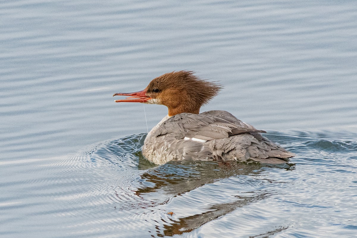 Common Merganser - ML224144171