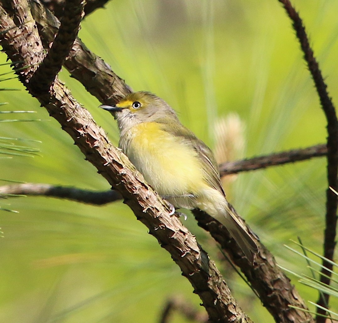 Ak Gözlü Vireo - ML224144411