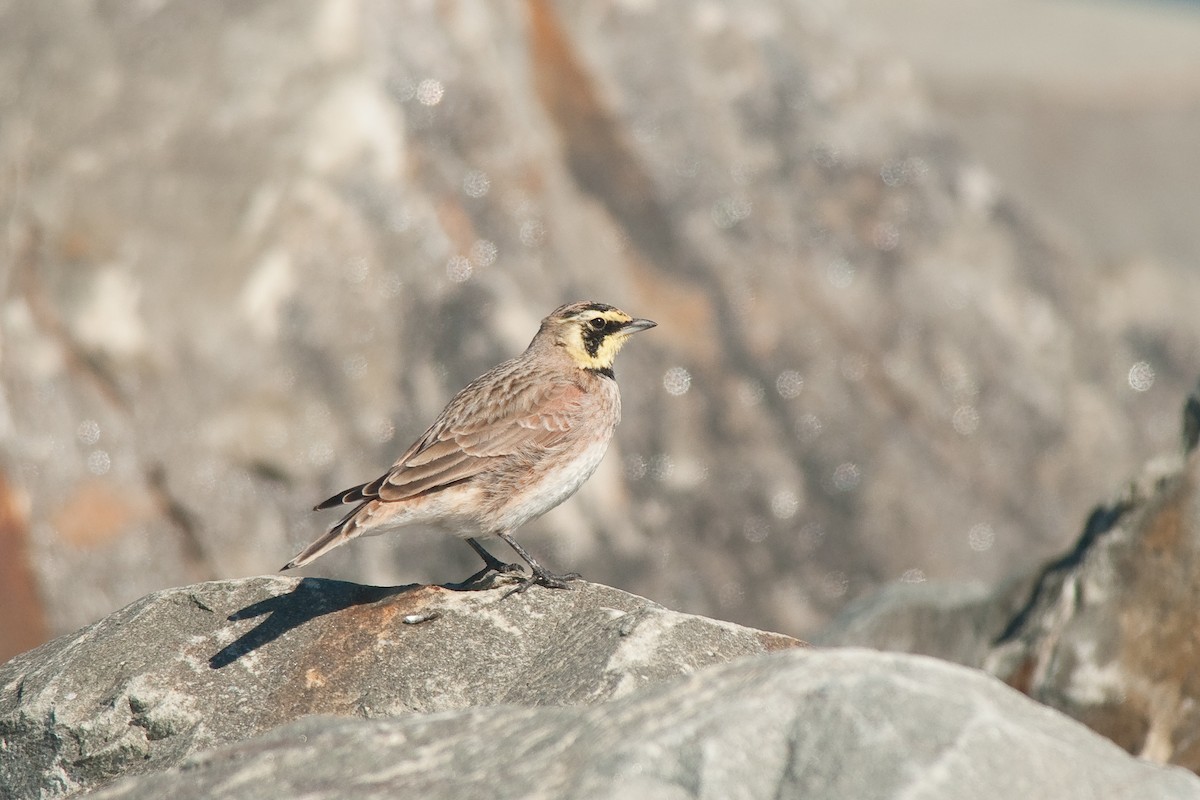 Horned Lark - Etienne Artigau🦩