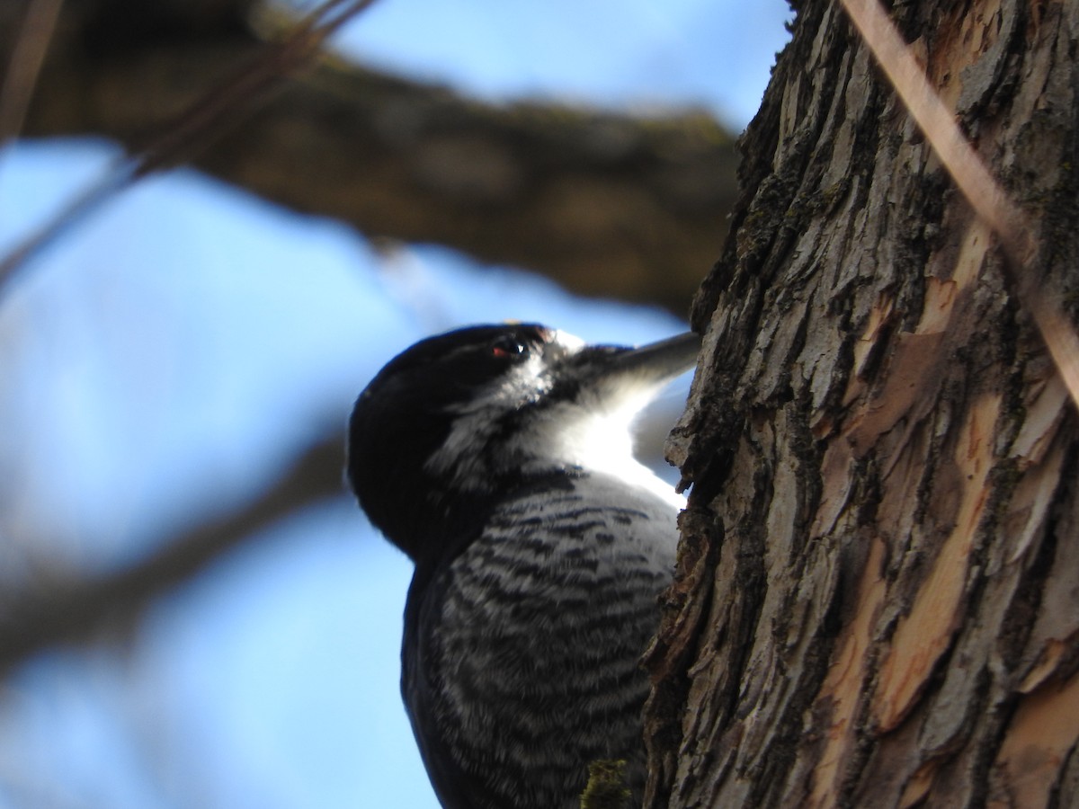 Black-backed Woodpecker - ML224146201