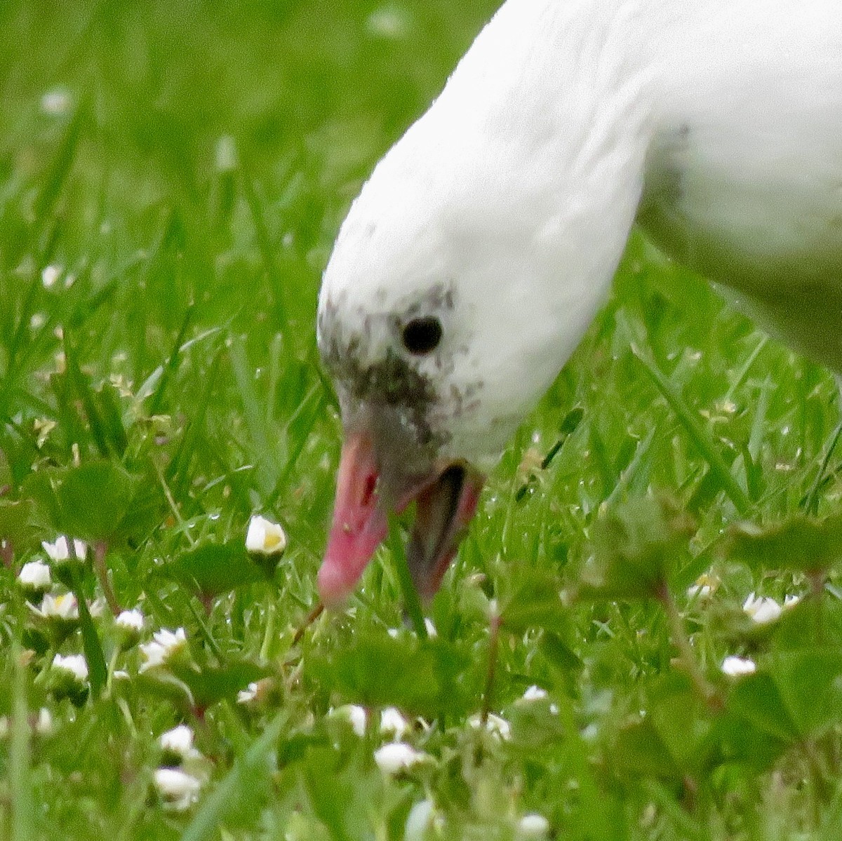 Ross's Goose - ML224147871