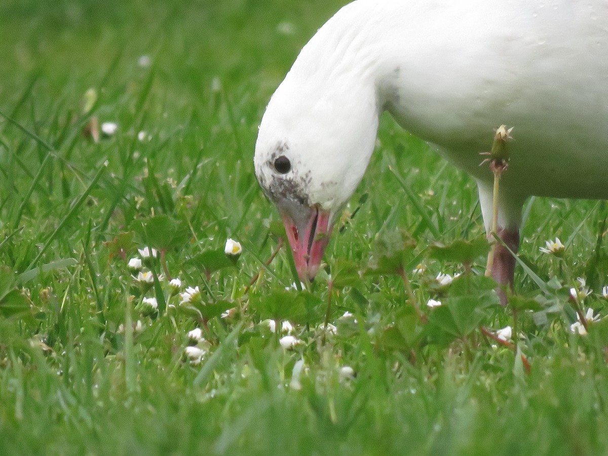 Ross's Goose - ML224147901