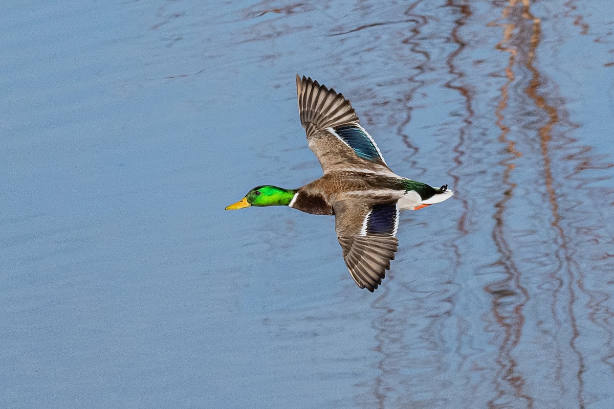 Mallard - ML224148061