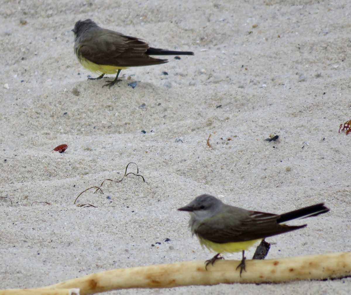 Western Kingbird - ML224149761