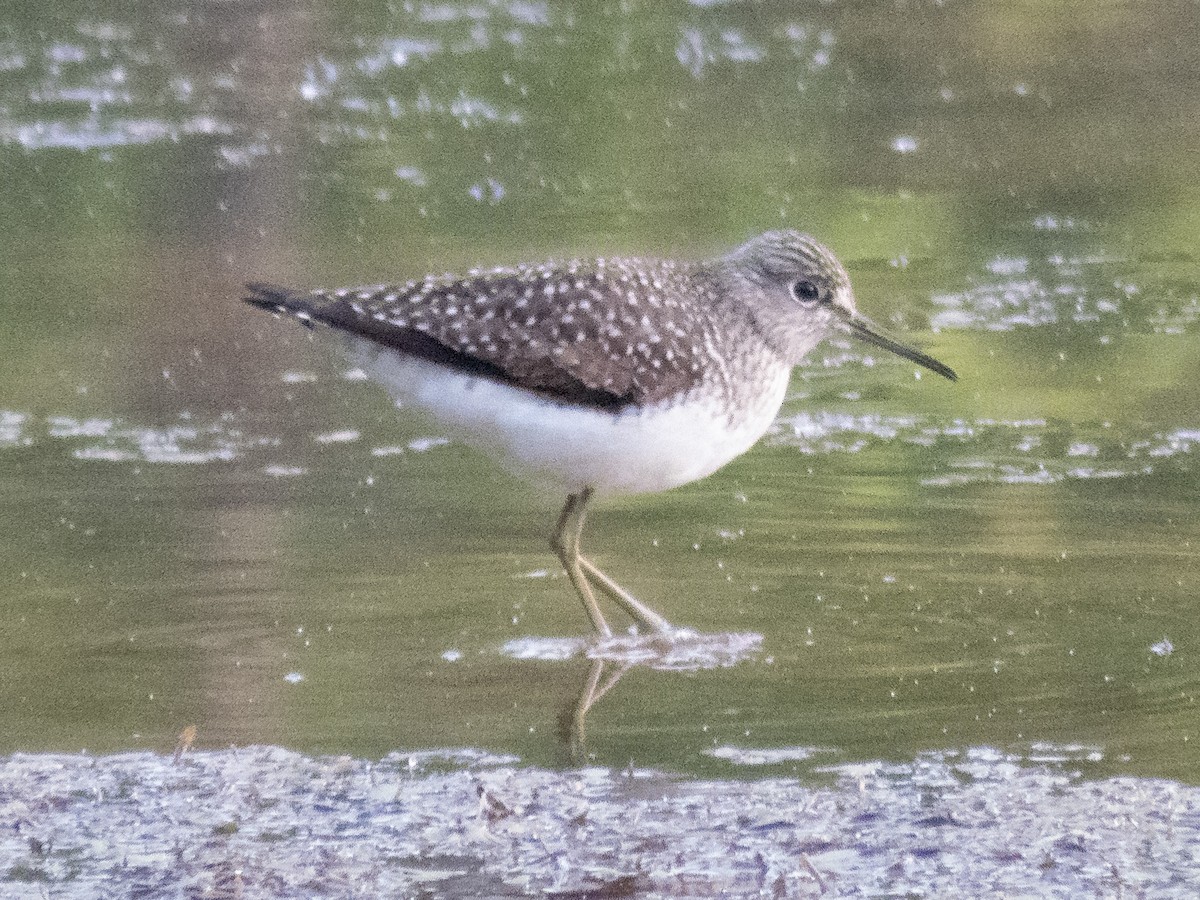 Solitary Sandpiper - ML224150111