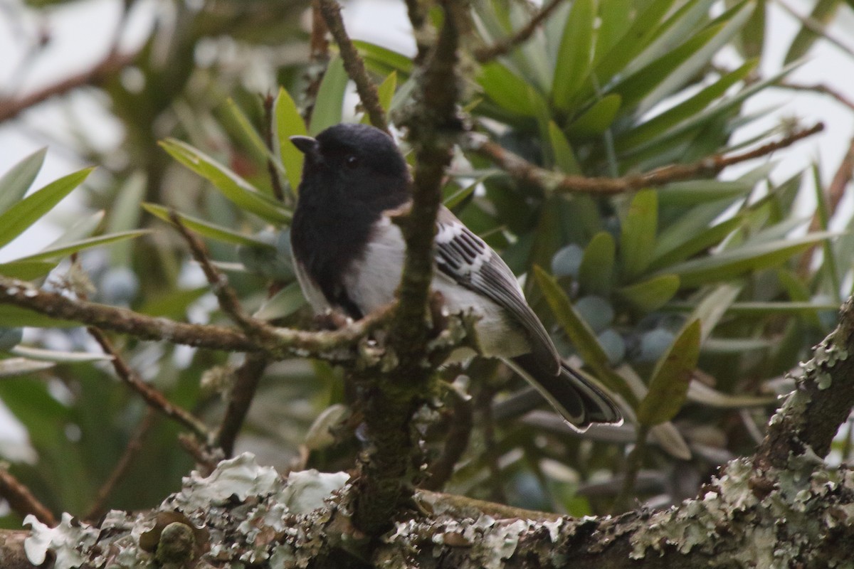 Stripe-breasted Tit - Fabio Olmos