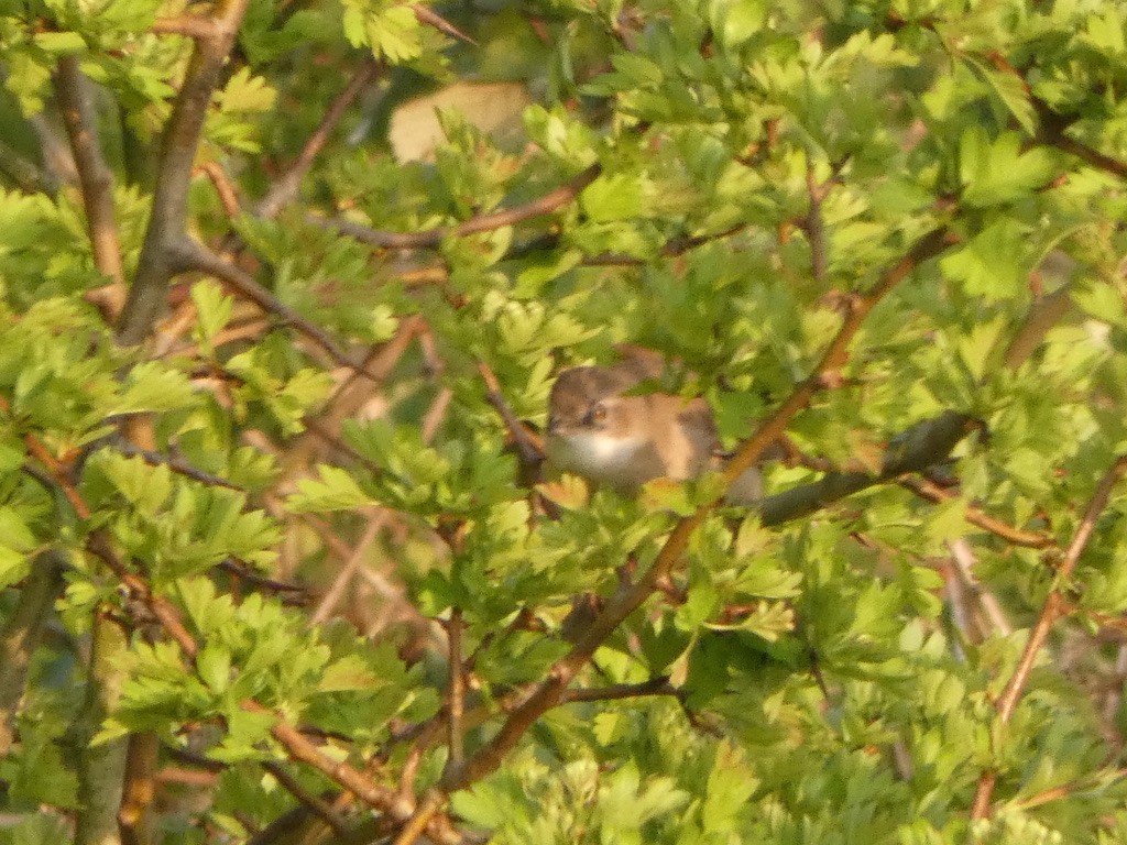 Greater Whitethroat - ML224151311