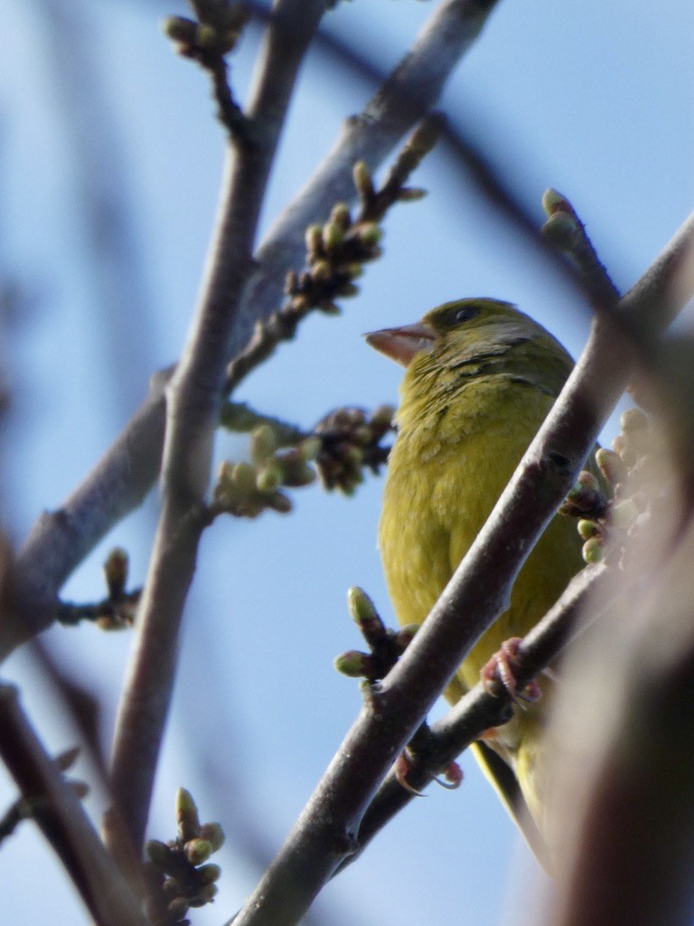 European Greenfinch - ML224152661