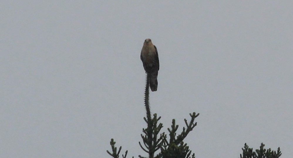 Caracara à tête jaune - ML22415391