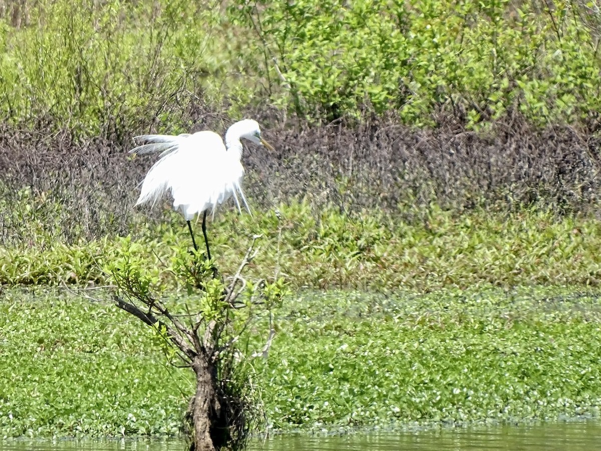 Grande Aigrette - ML224154081