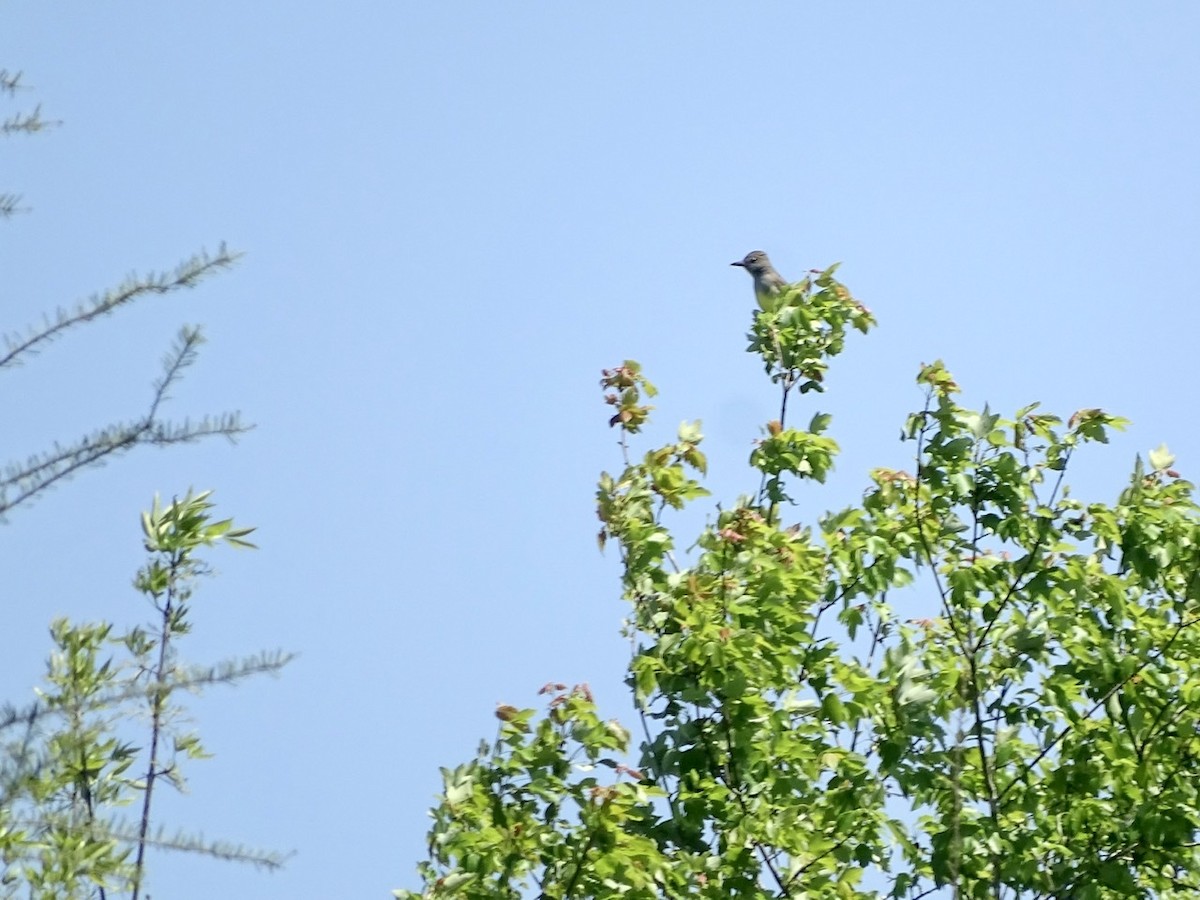 Great Crested Flycatcher - Fleeta Chauvigne