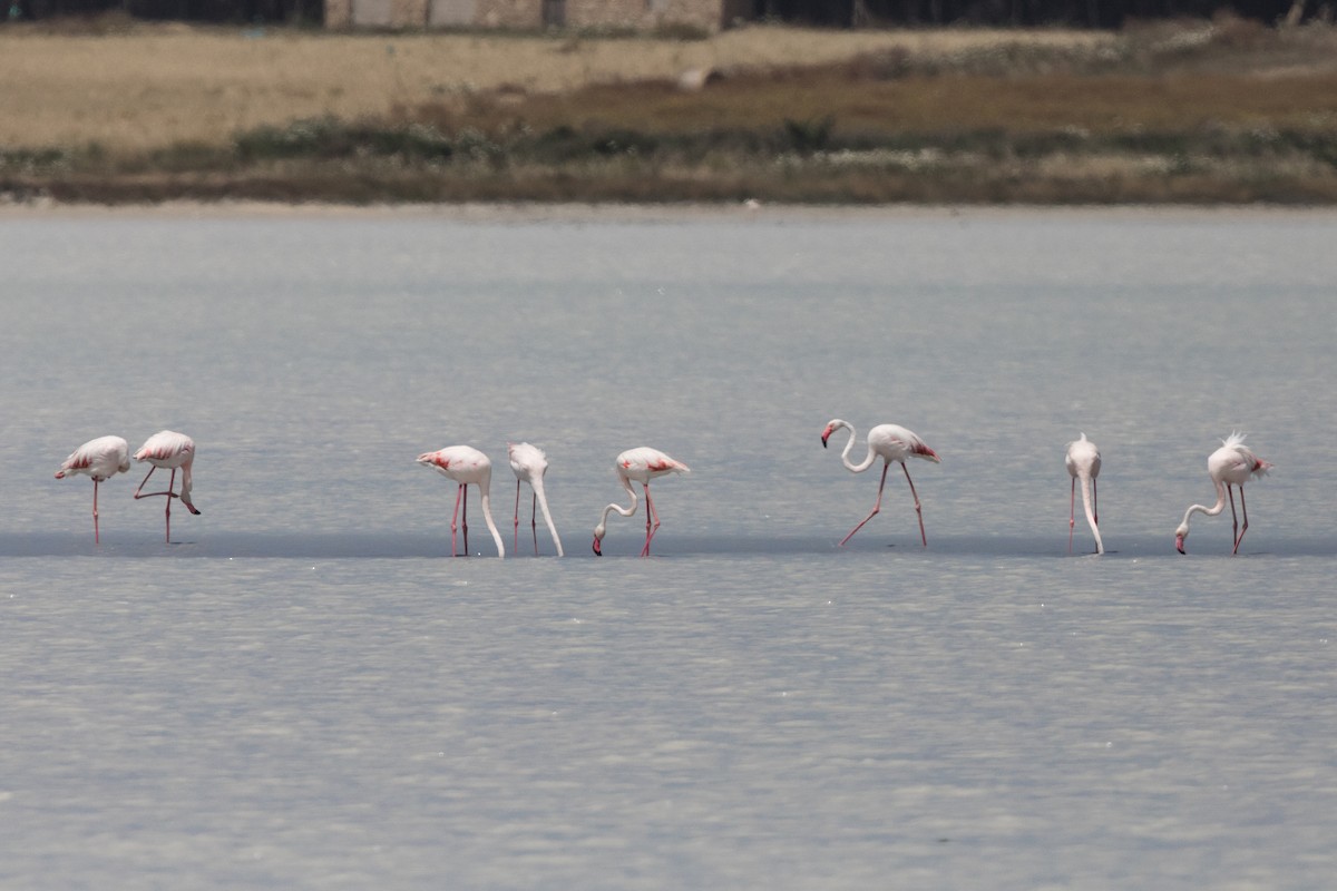 Greater Flamingo - Leonardo Rassu