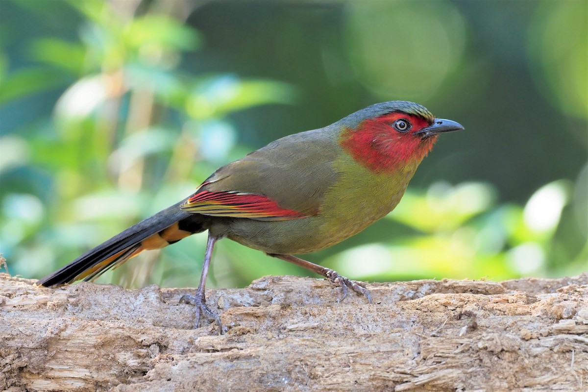 Scarlet-faced Liocichla - Matthias Kestenholz