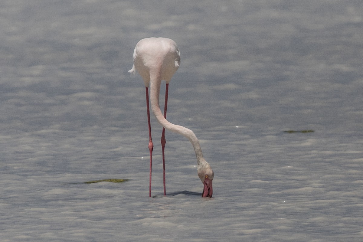 Greater Flamingo - ML224155781