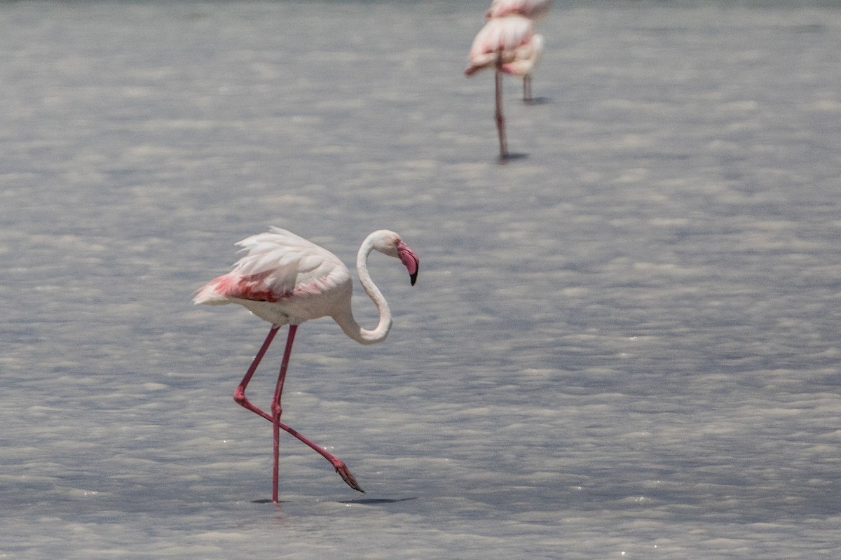 Greater Flamingo - Leonardo Rassu