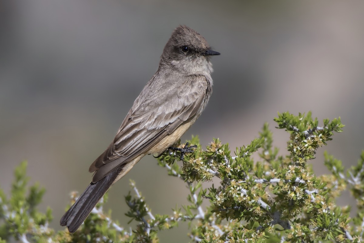 Say's Phoebe - Jeff Maw