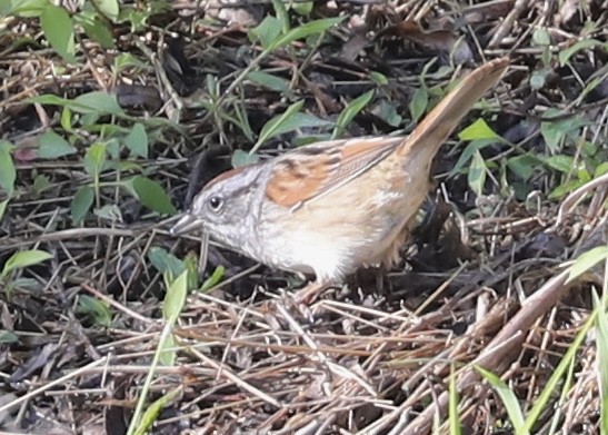 Swamp Sparrow - ML224156511