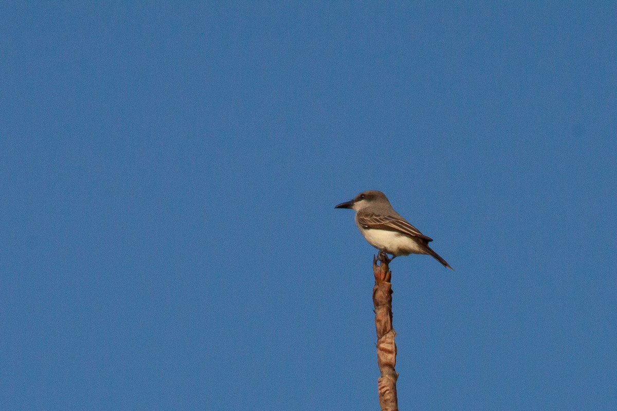 Gray Kingbird - John Keator