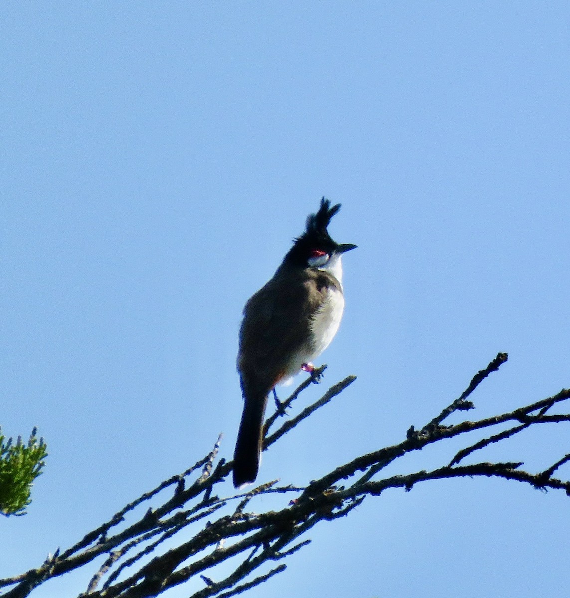 Red-whiskered Bulbul - ML224156881