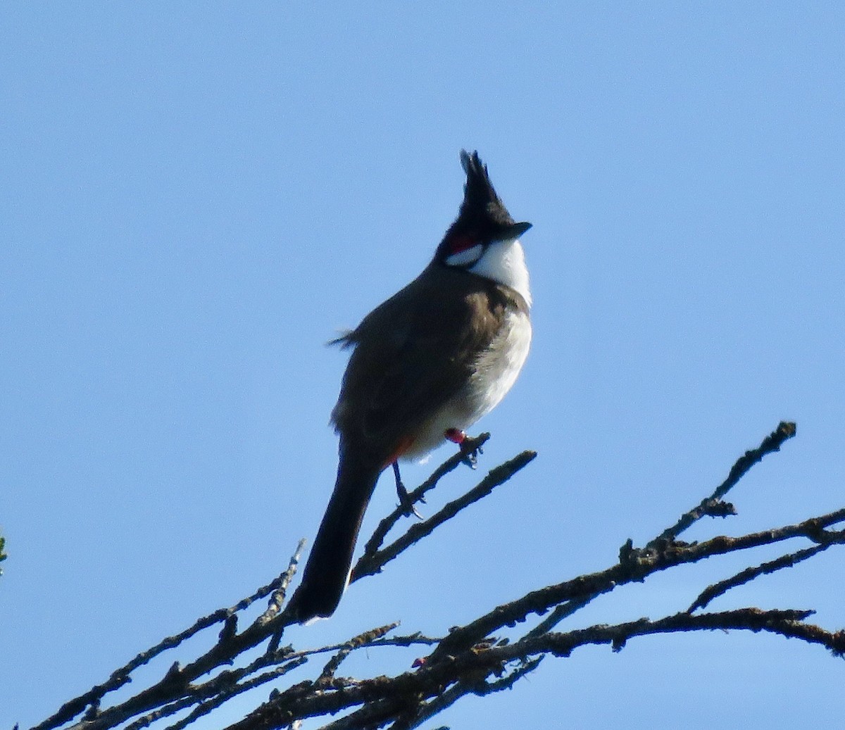 Red-whiskered Bulbul - ML224156921