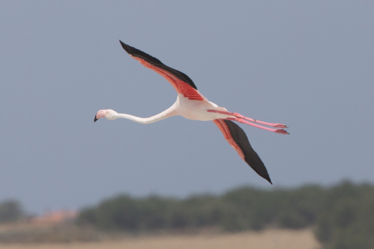 Greater Flamingo - Leonardo Rassu