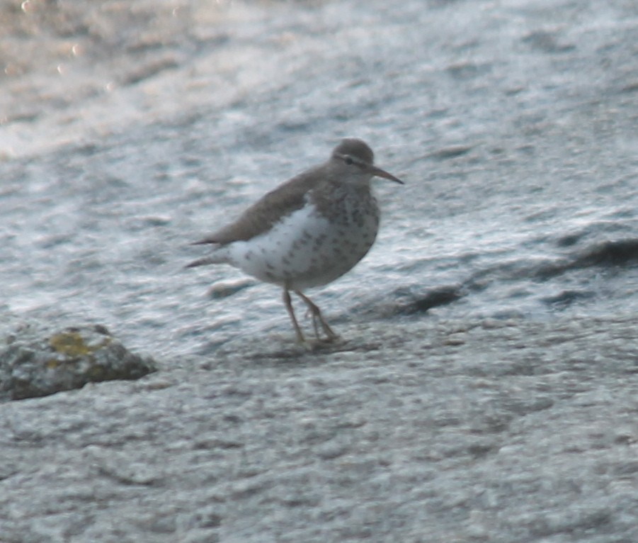 Spotted Sandpiper - ML224158521