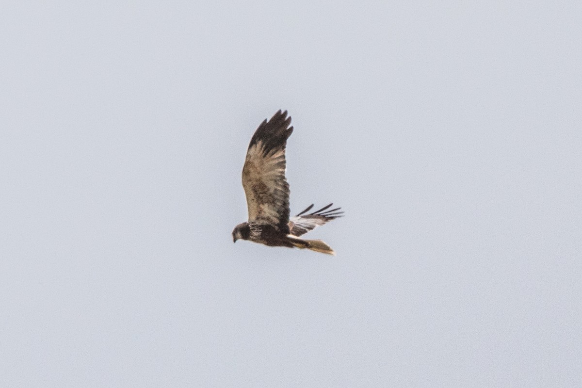 Western Marsh Harrier - Leonardo Rassu