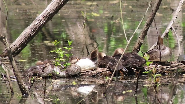 Hooded Merganser - ML224159511