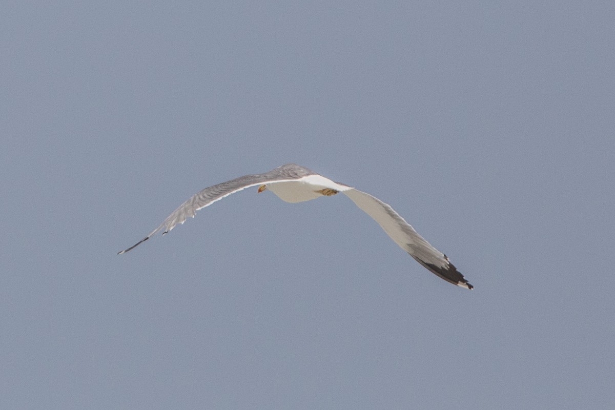 gull sp. - Leonardo Rassu