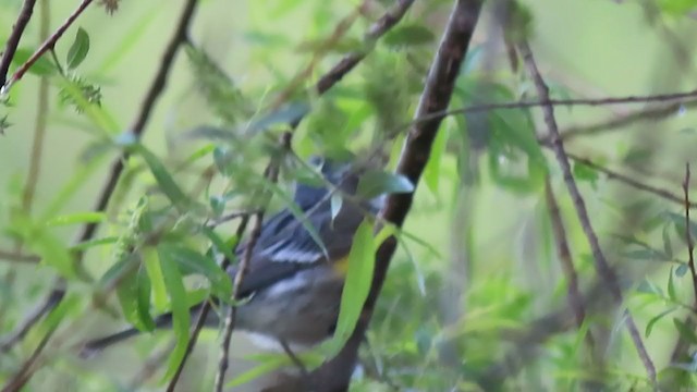 Yellow-rumped Warbler - ML224160221