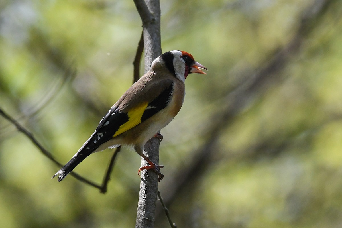 European Goldfinch - Maryse Neukomm